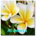 Plumeria