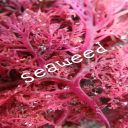 Seaweed