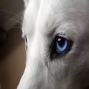 bluegreyeyes