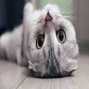 MissKitty